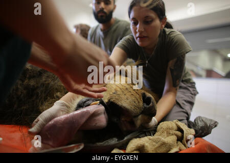 Gerusalemme, Israele. 29 Luglio, 2015. Il samoano, un 8-anno-vecchio maschio di leone africano, giace su di un piano operativo durante due ore di intervento chirurgico e per biopsia per rimuovere un tumore allo stomaco, all'Ospedale della fauna selvatica di Ramat Gan Zoo Safari vicino a Tel Aviv, Israele, il 29 luglio 2015. © JINI/Daniel Bar-On/Xinhua/Alamy Live News Foto Stock