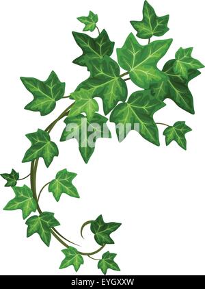 Ramo di edera. Illustrazione Vettoriale. Illustrazione Vettoriale