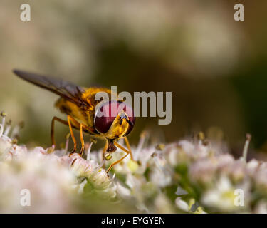 Slurping Hoverfly nettare da un hogweed nelle siepi Foto Stock