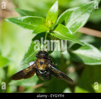 Carpenter bee (Abeja carpintero) Foto Stock