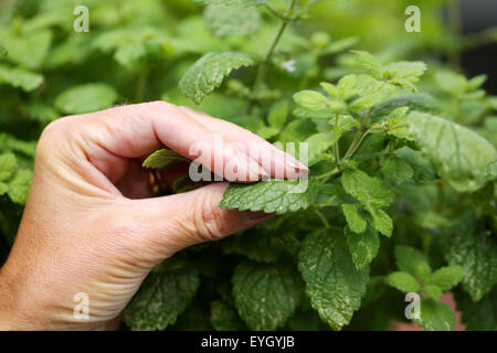 Una donna lo sfregamento delle foglie di un balsamo di limone pianta di erba tra due dita per rilasciare il profumo dal frantumato foglie di piante Foto Stock