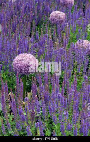 Steppen-Salbei; Riesenlauch Foto Stock