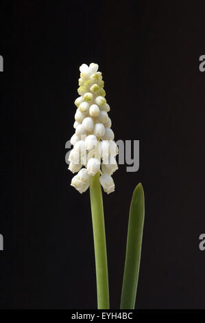 Weisse Traubenhyazinthe, Muscari latifolium, Foto Stock