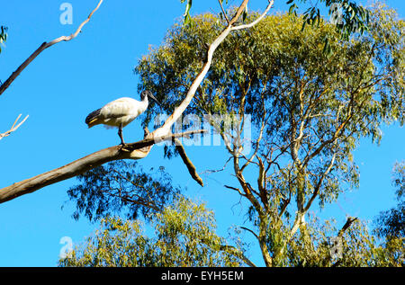 Australian White Ibis uccello appollaiato sul ramo di eucalipto gum tree. Foto Stock