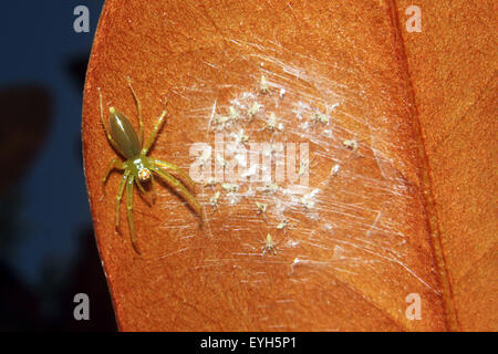 Un verde Magnolia jumping spider custodire le sue creature. Foto Stock