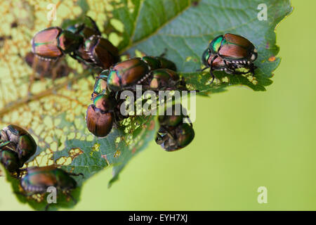Coleotteri giapponese Popillia japonica su alberi da frutto a foglia. Foto Stock