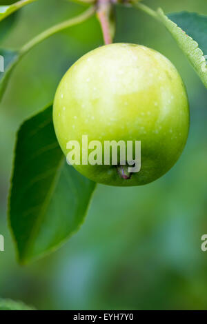 Un primo piano di verde e giallo le mele che cresce su un albero da frutta. Foto Stock