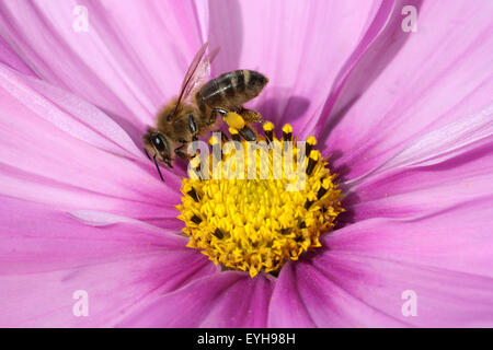 Biene; Pollenhoeschen;; Apis mellifera; Kosmea, Foto Stock