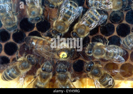 Biene; Apis mellifera; Honigbiene, Bienenkoenigin, Foto Stock