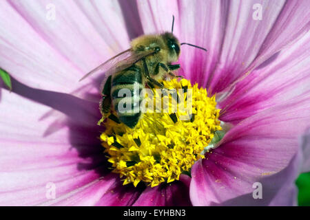 Biene; Pollenhoeschen, Kosmea Foto Stock