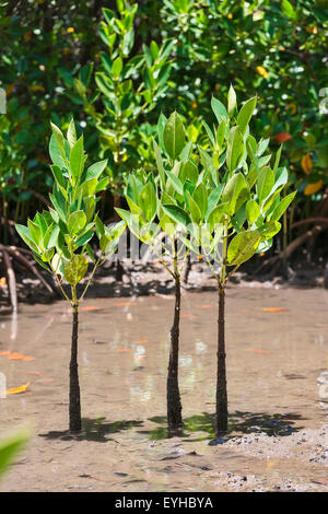 Mangrovia rossa (Rhizophora mangle), piccoli germogli, Maurizio Foto Stock