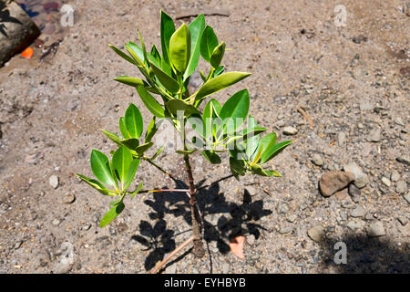 Mangrovia rossa (Rhizophora mangle), piccolo shoot, Mauritius Foto Stock