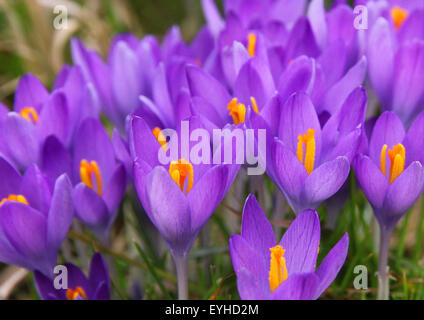 Crocus viola è uno dei primi fiori di primavera può usare come sfondo Foto Stock