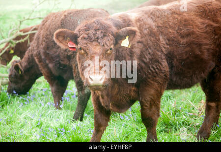 Sondaggio di rosso il pascolo di bestiame in un campo nei pressi di Sudbourne, Suffolk, Inghilterra, Regno Unito Foto Stock