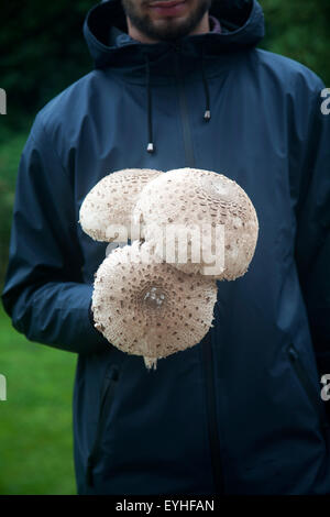 La sezione centrale shot close-up di azienda maschio parasol funghi, Macrolepiota procera, nelle sue mani prese nel Suffolk, Inghilterra, Regno Unito Foto Stock