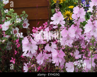 Elsie Sidalcea Heugh esposti in Norton Priory aiuola RHS Cheshire Flower Show Tatton Park Inghilterra Foto Stock