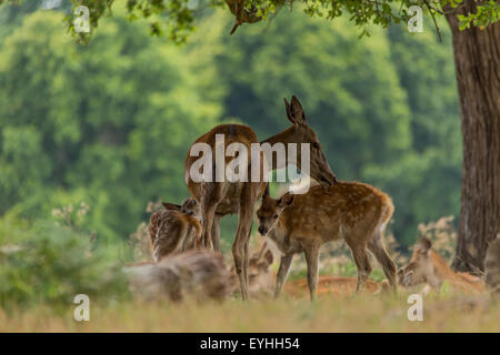 Una morbida wildlife fotografia di cervi selvatici in Richmond Park di Londra a soli dopo la stagione del parto. La madre e il bambino insieme, alimentazione. Foto Stock