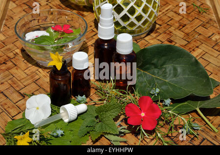 L omeopatia rimedi con fresche piante remedy sul tavolo di legno Foto Stock