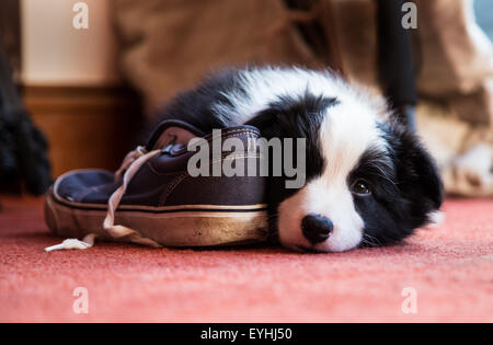 Border Collie cucciolo sdraiato accanto a una scarpa Foto Stock