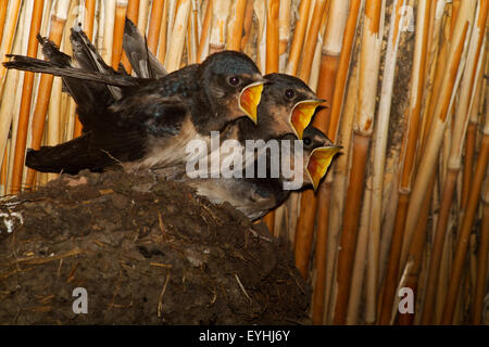 Tre giovani Rondini (Hirundo rustica) in un nido sotto il tetto a lamelle di un fienile, i loro becchi wide open, Elemosinare il cibo Foto Stock