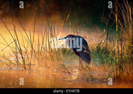 Golia airone rosso (Ardea goliath) con sunrise sulle Misty River - Parco Nazionale Kruger (Sud Africa) Foto Stock