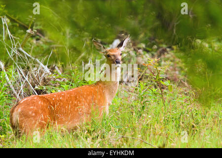 Cervi in montagna radura Foto Stock