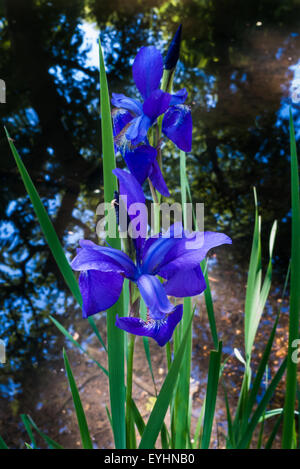 Il Parco di Richmond, Inghilterra. Iris blu. Foto Stock