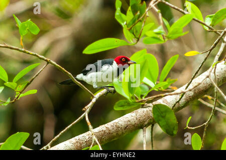 Paroaria gularis, rosso-capped cardinale, Napo Laguna, Yasuni NP, Ecuador Foto Stock