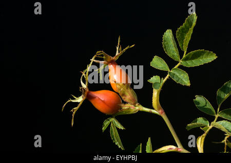 Hagebutten, Hundsrose, Rosa canina, Heilpflanzen Foto Stock