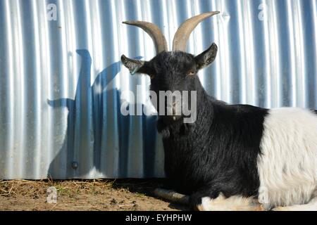 Capra bianca e nera con corna all'esterno di una capanna di stagno corrugato Foto Stock