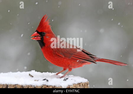 Un maschio Cardinale settentrionale (cardinalis cardinalis) appollaiate su un ceppo di albero durante una tempesta di neve in inverno, mangiare semi. Foto Stock