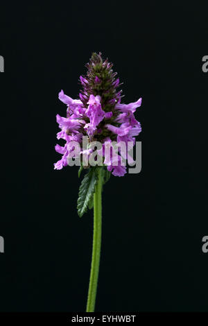 Ziest, Stachys officinalis, Echter su, Foto Stock