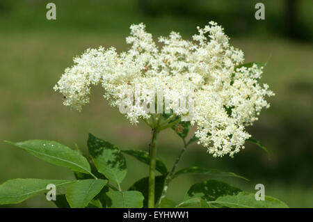 Weisser, Holunder; Haschberg; Holunderbeere;, Sambucus nigra; Heilpflanze; Foto Stock