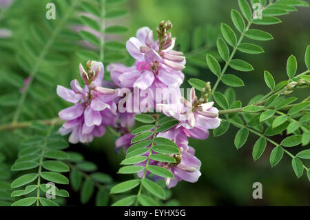 Indigostrauch; Faerber-Indigo; Gemeiner Indigo; Indigofera tinctoria Foto Stock