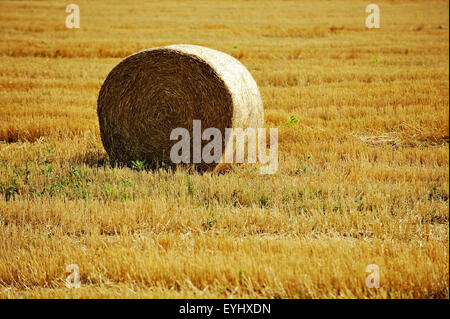 Una balla di fieno pronto per il raccolto su un campo di fieno Foto Stock