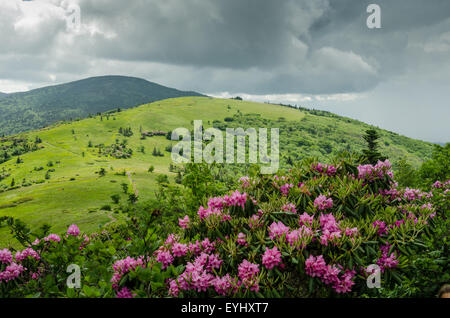 Viola rododendro fiorisce in giugno in montagna Stefano highlands Foto Stock