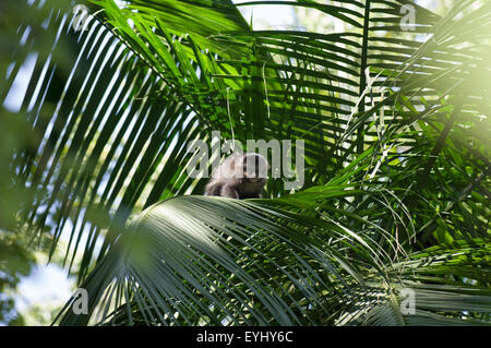 Parana, Brasile. Mata Atlantica Monkey Forest cercando la fotocamera da un albero di palma. Foto Stock