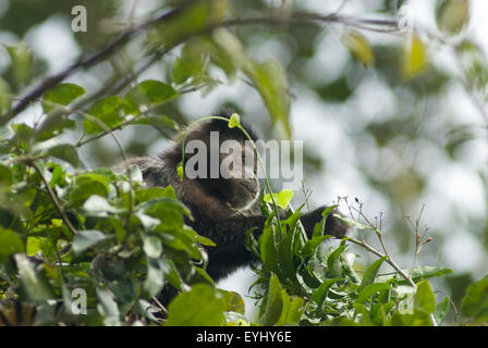 Parana, Brasile. Mata Atlantica foresta scimmia cappuccino di bacche di prelievo da un albero. Foto Stock