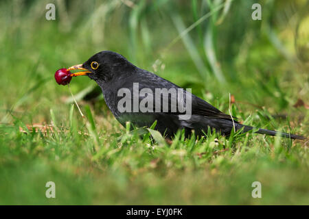 Merlo comune (Turdus merula) maschio di mangiare la ciliegia sulla terra in giardino Foto Stock