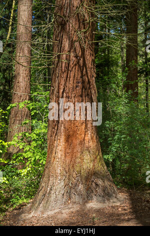 Sequoia gigante / giant redwood / Sierra redwood / Sierran redwood / Wellingtonia (Sequoiadendron giganteum) dettaglio del tronco di albero Foto Stock