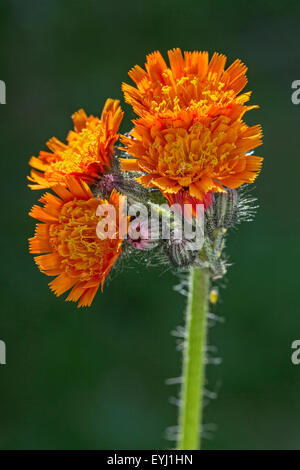 Fox-e-cubs / arancio hawkweed / bruno hawkweed / devil's paintbrush (Hieracium aurantiacum / Pilosella aurantiaca) in fiore Foto Stock