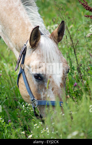 Un cavallo al pascolo in un prato di fiori selvaggi in estate (vicino fino alla testa e collo) Foto Stock