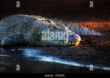 Coccodrillo del Nilo (Crocodylus niloticus) sul lungofiume con l'ultima luce del giorno - Parco Nazionale Kruger (Sud Africa) Foto Stock