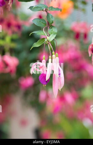 Fuchsia 'Mtrumenti spinner' Foto Stock