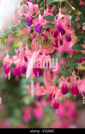 Fuchsia 'Mtrumenti spinner' fiori Foto Stock