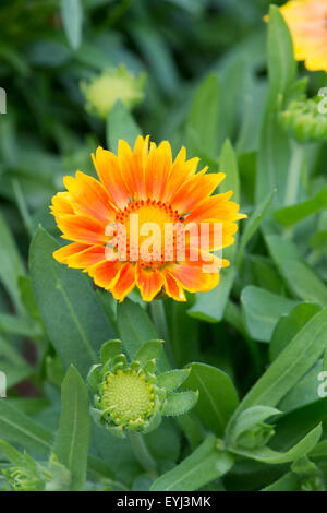 Gaillardia F1 Mesa Peach. Gaillardia x grandiflora . Fiore di caucciù Foto Stock