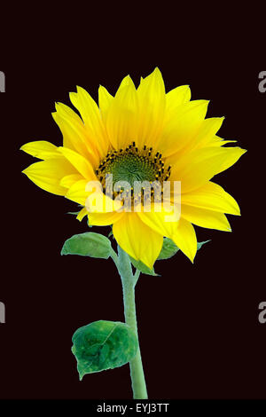 Sonnenblume; Helianthus annuus; Foto Stock
