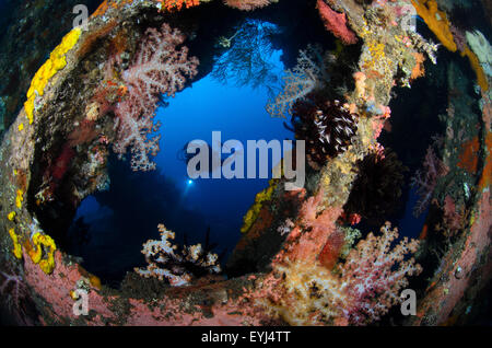 Un subacqueo guarda attraverso un corallo incrostati di finestra sul relitto Liberty, Tulamben, Bali, Indonesia, Oceano Pacifico Foto Stock