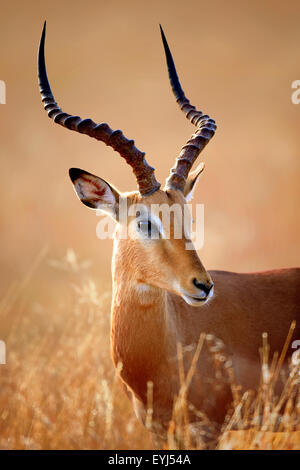 Impala maschio (Aepyceros melampus) ritratto di close-up - Parco Nazionale Kruger (Sud Africa) Foto Stock