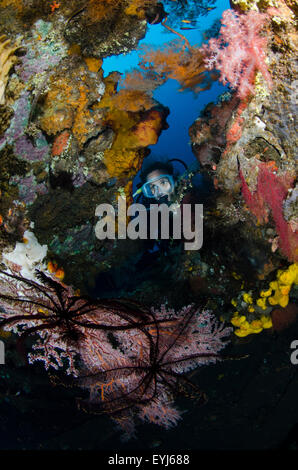 Un subacqueo indaga un corallo finestra incrostati di Liberty relitto in Tulamben, Bali, Indonesia, Oceano Pacifico Foto Stock